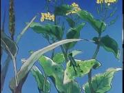 زينة ونحول الجزء 1