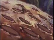 زينة ونحول الجزء 1