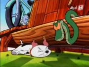 مئة مرقش ومرقش