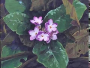 شما في البراري الخضراء