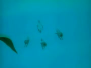 مغامرات بشار