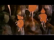 حكيم الأقزام