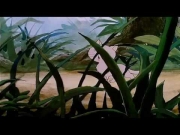 حكيم الأقزام