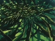 الليث الأبيض الجزء 2