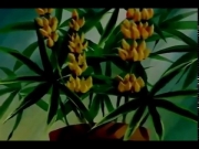 سوسن الزهرة الجميلة