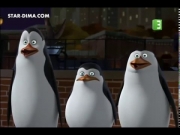 بطاريق مدغشقر