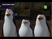 بطاريق مدغشقر