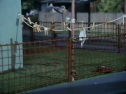 زينغو ورينغو