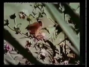 افتح يا سمسم الجزء 1