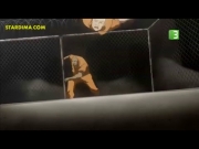 جي أي جو الباحثون عن العدالة 