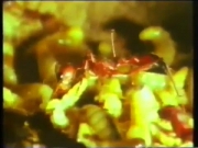 دوت صديقة الطبيعة 