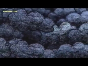 الدببة الصغيرة 