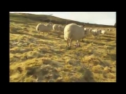 تيليتبيز 