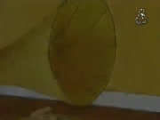 فرقة موزارت