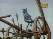 حكايات القط