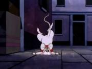 مغامرات سوسان