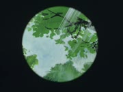 جزيرة الكنز